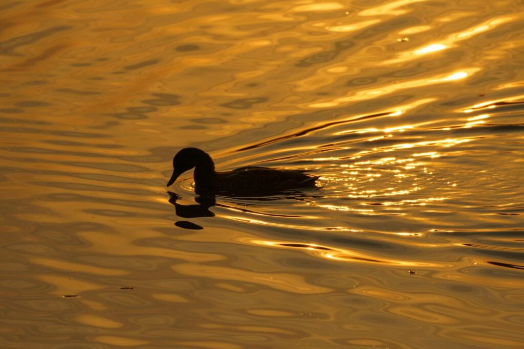 孤独をイメージした写真